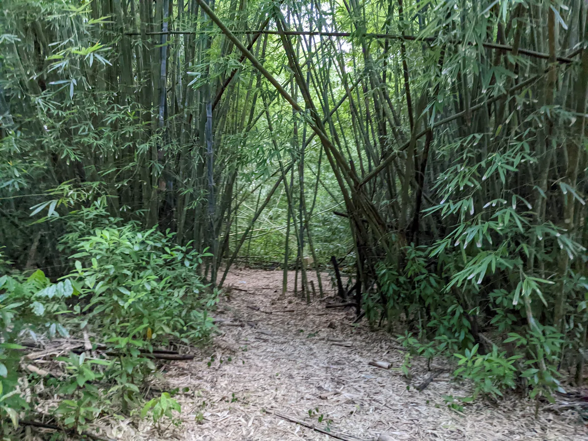 Bamboo Forest