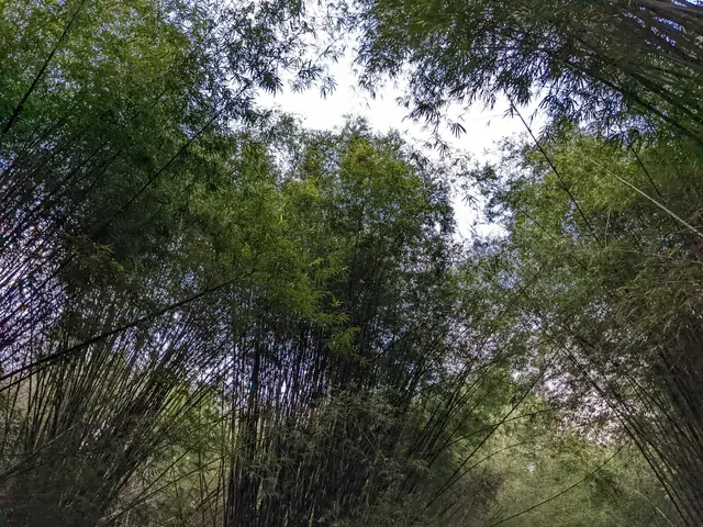 Bamboo Forest