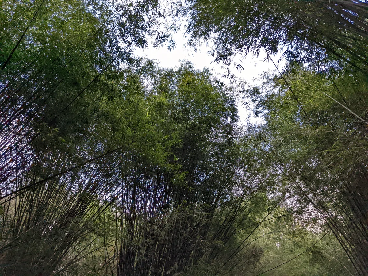 Bamboo Forest