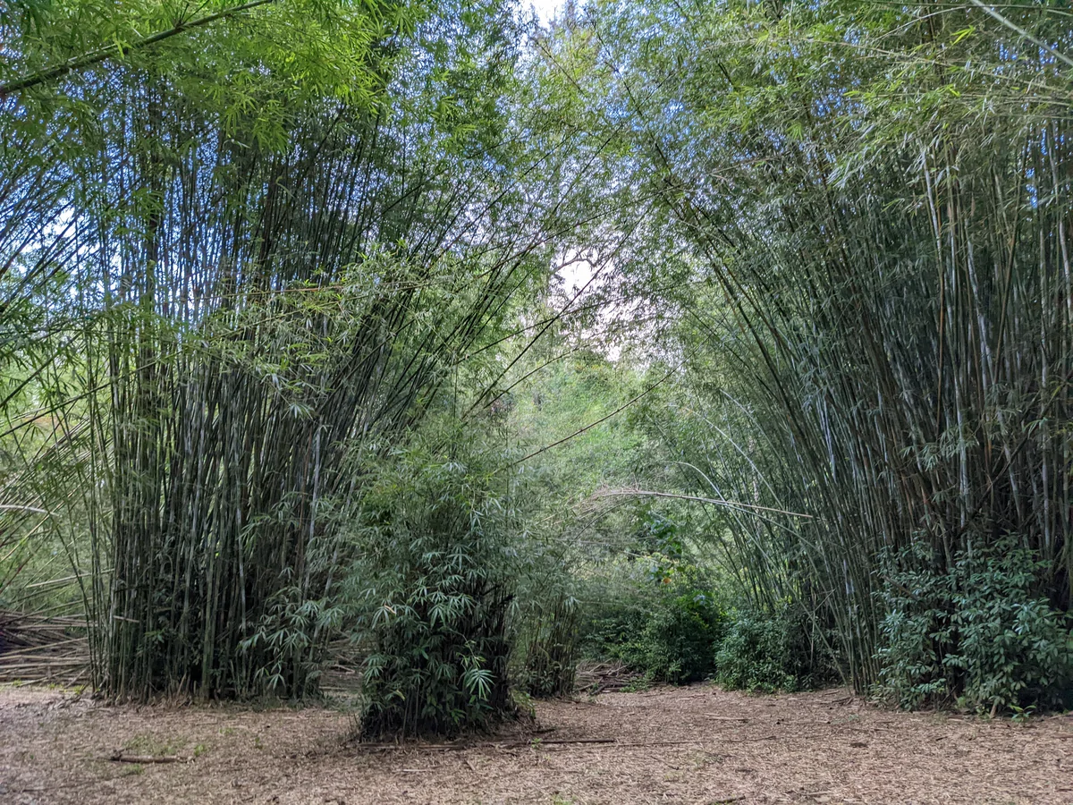 Bamboo Forest